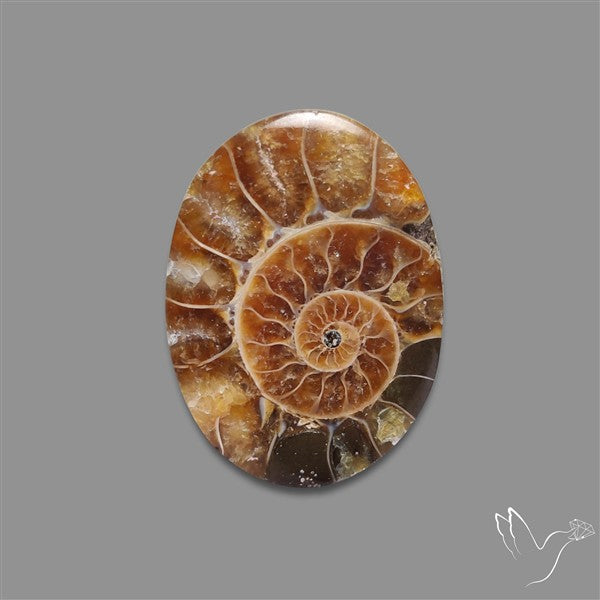 Aonite Fossil Cabochon