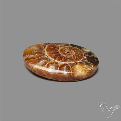Aonite Fossil Cabochon
