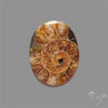 Aonite Fossil Cabochon