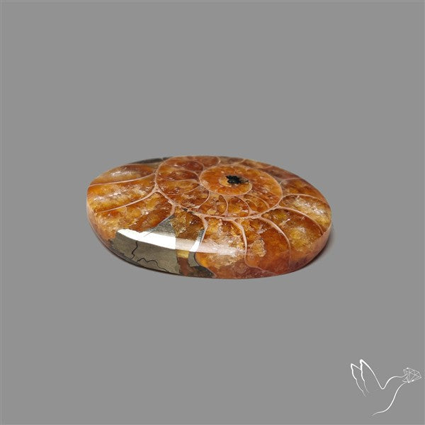 Aonite Fossil Cabochon