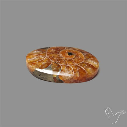 Aonite Fossil Cabochon