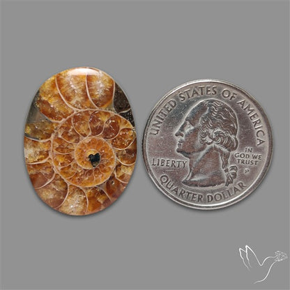 Aonite Fossil Cabochon