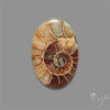 Aonite Fossil Cabochon