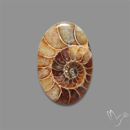 Aonite Fossil Cabochon