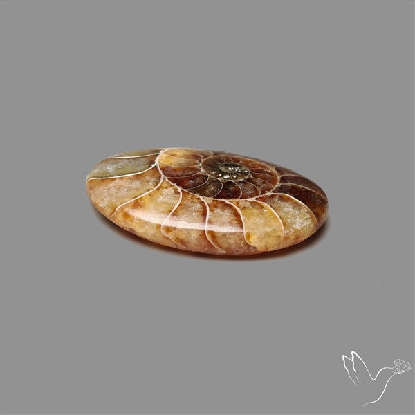 Aonite Fossil Cabochon