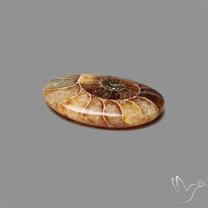 Aonite Fossil Cabochon