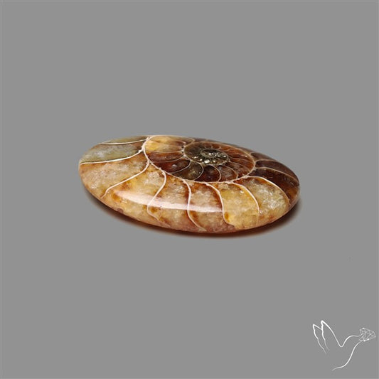Ammonite Fossil Cabochon