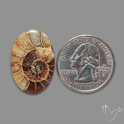 Aonite Fossil Cabochon