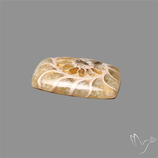 Aonite Fossil Cabochon