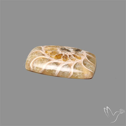 Aonite Fossil Cabochon
