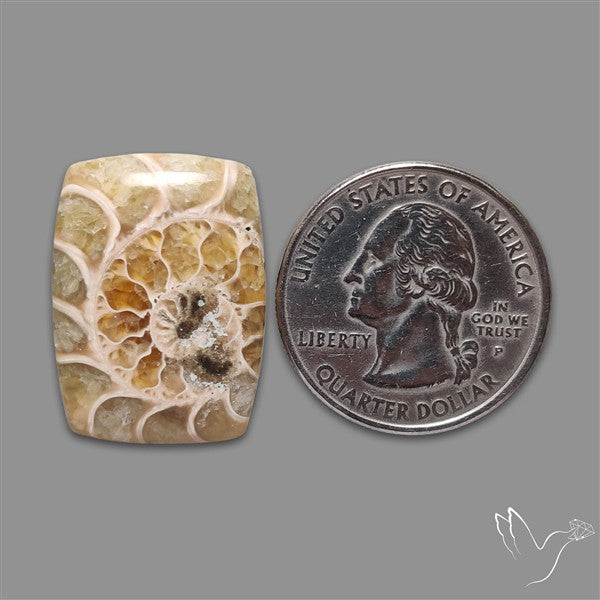 Aonite Fossil Cabochon