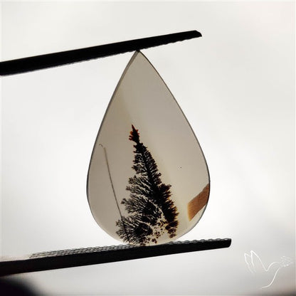 Scenic Agate Cabochon