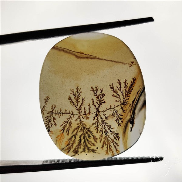 Scenic Agate Cabochon