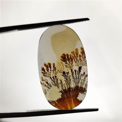 Scenic Agate Cabochon