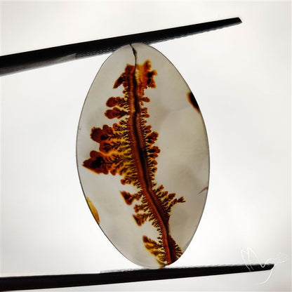 Scenic Agate Cabochon