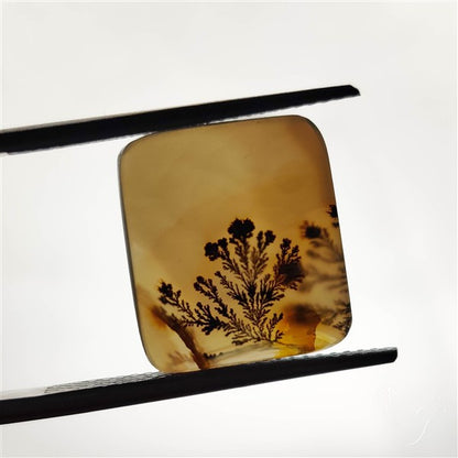 Scenic Agate Cabochon
