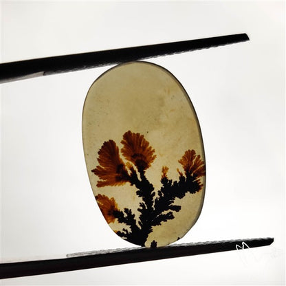 Scenic Agate Cabochon