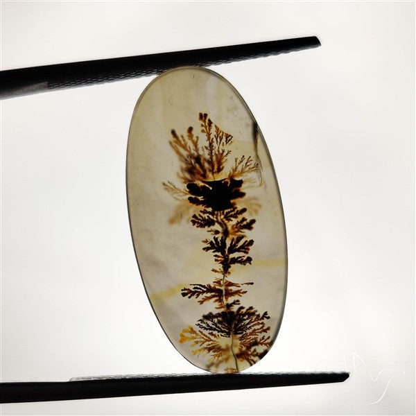 Scenic Agate Cabochon