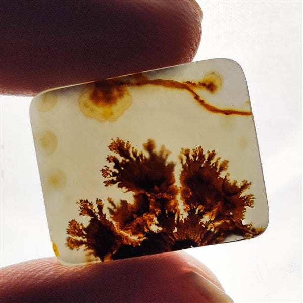 Scenic Agate Cabochon