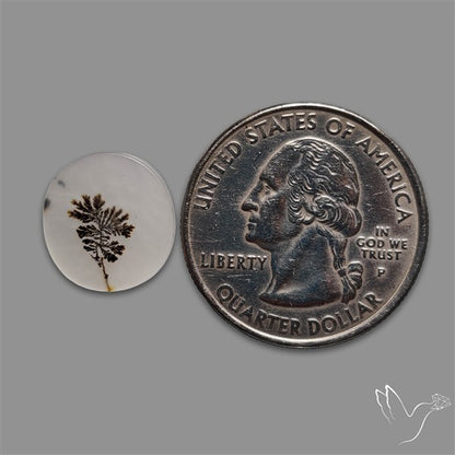 Scenic Agate Cabochon