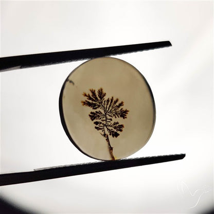 Scenic Agate Cabochon