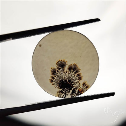 Scenic Agate Cabochon