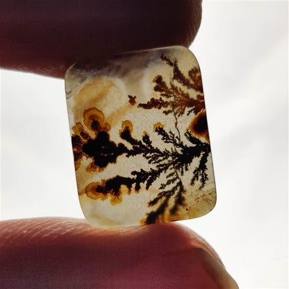 Scenic Agate Cabochon