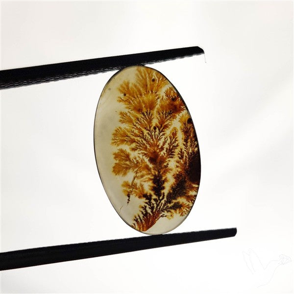 Scenic Agate Cabochon
