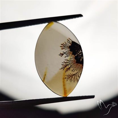Scenic Agate Cabochon