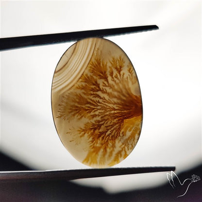 Scenic Agate Cabochon