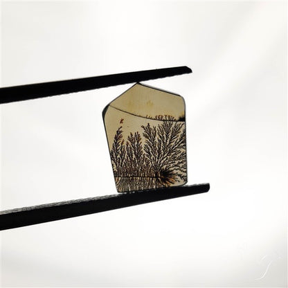 Scenic Agate Cabochon