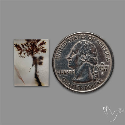 Scenic Agate Cabochon