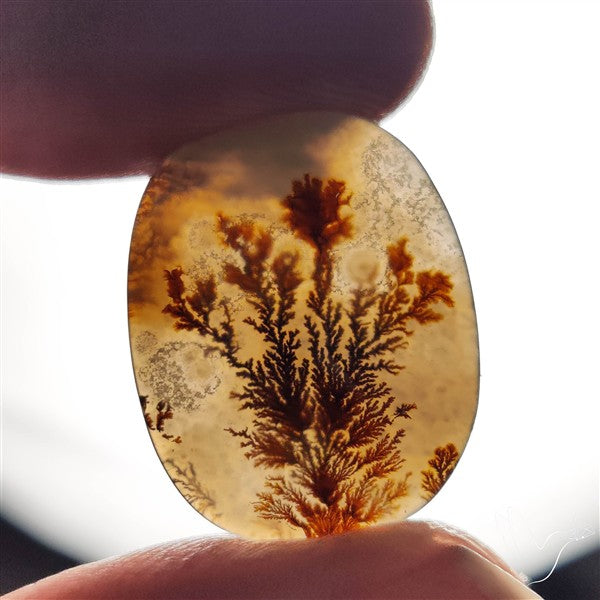 Scenic Agate Cabochon