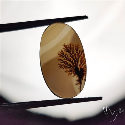 Scenic Agate Cabochon