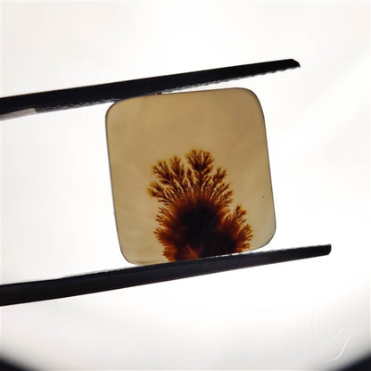 Scenic Agate Cabochon