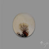 Scenic Agate Cabochon