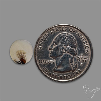 Scenic Agate Cabochon