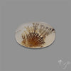Scenic Agate Cabochon