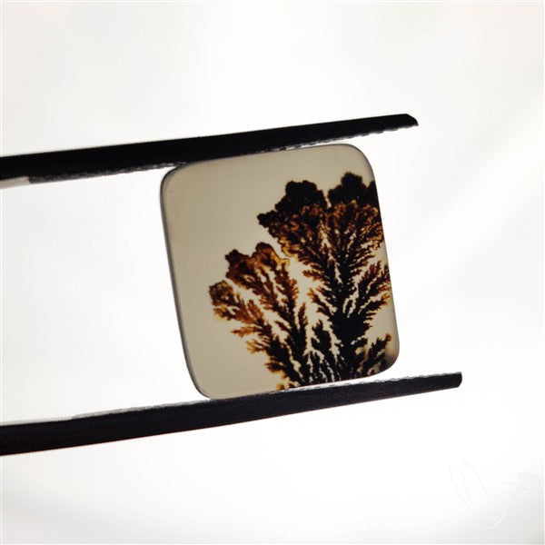 Scenic Agate Cabochon