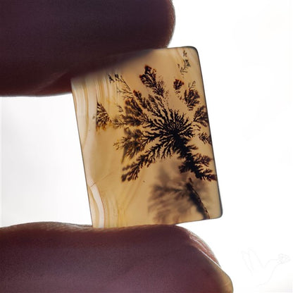 Scenic Agate Cabochon