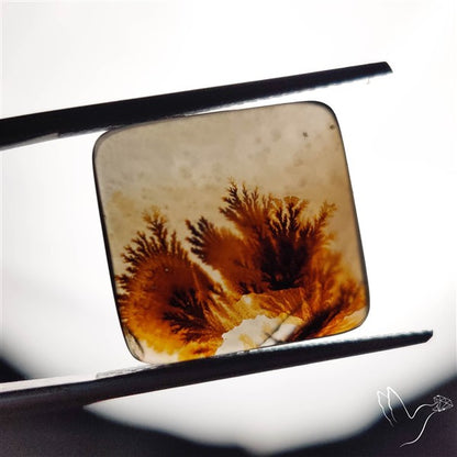 Scenic Agate Cabochon