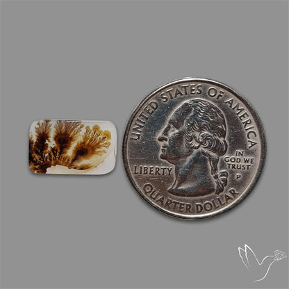 Scenic Agate Cabochon