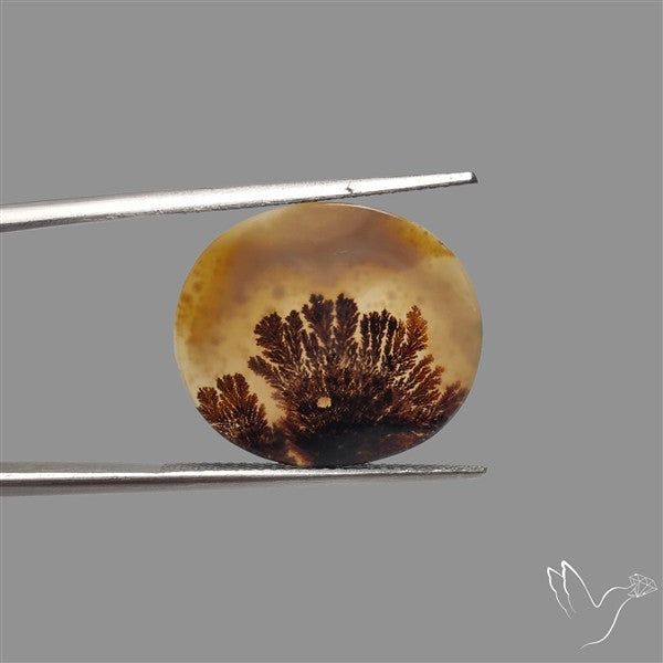 Scenic Agate Cabochon