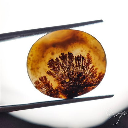 Scenic Agate Cabochon