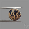 Scenic Agate Cabochon