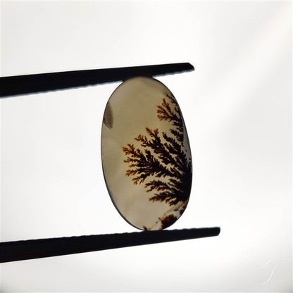 Scenic Agate Cabochon