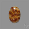 Suture Aonite Fossil Cabochon rare natural patterns
