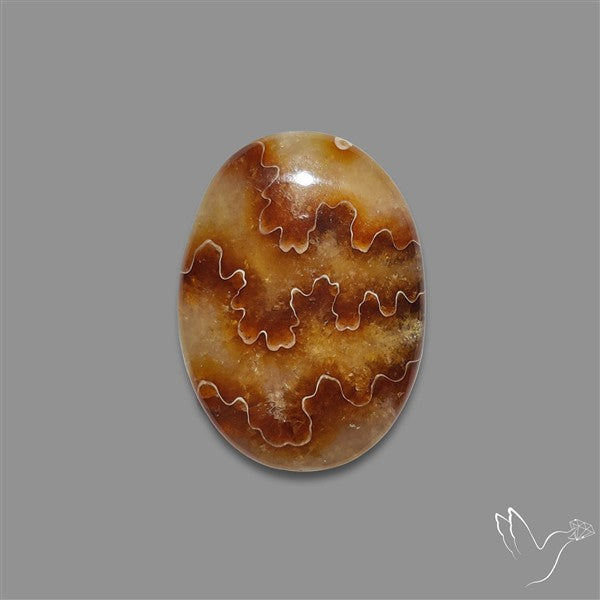 Suture Aonite Fossil Cabochon rare natural patterns