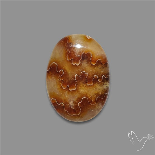 Suture Aonite Fossil Cabochon rare natural patterns