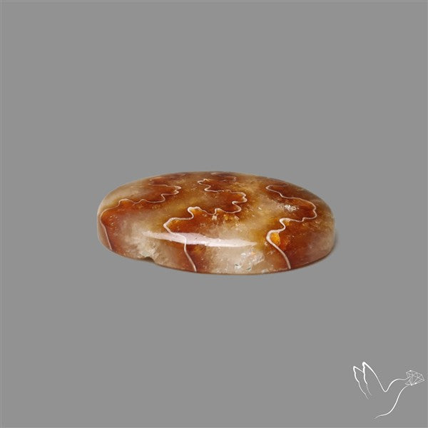Suture Aonite Fossil Cabochon rare natural patterns